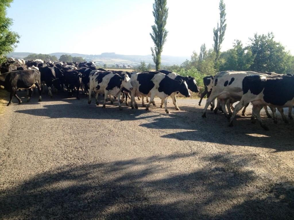 Glasha Farmhouse Vendégház Ballymacarbry Kültér fotó